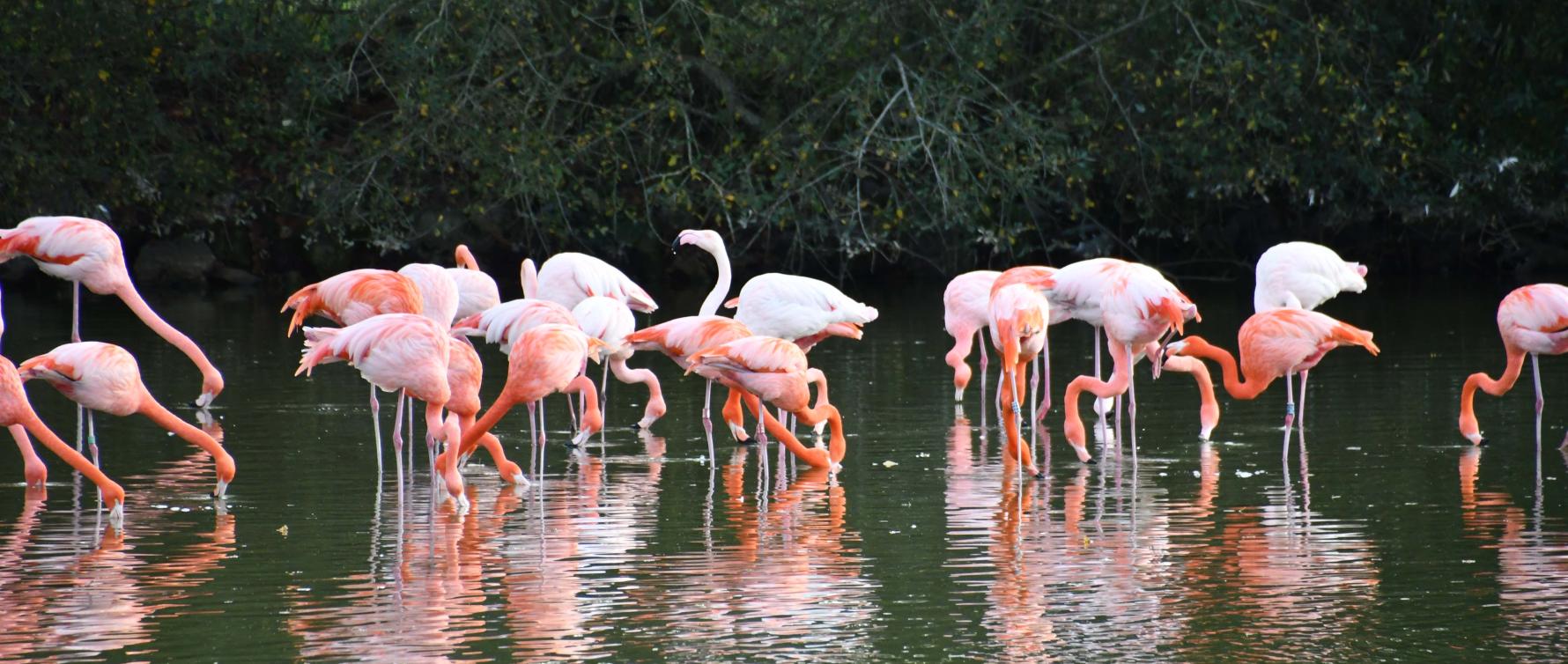 flamants roses