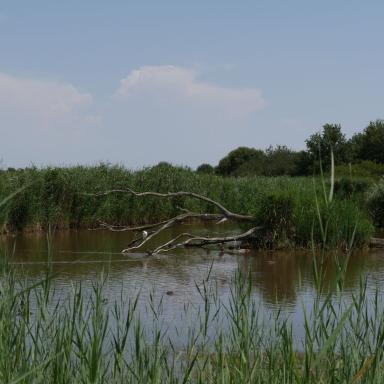 La Réserve naturelle nationale de Chérine à Saint-Michel-en-Brenne