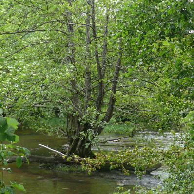 Le vallon de la Prée à Ségry