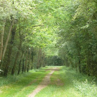 Le bois de la Ringoire à Déols
