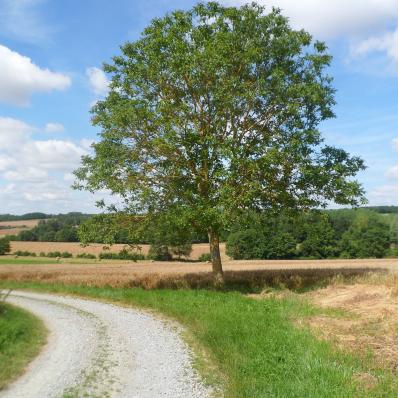 Sentier découverte Benjamin Rabier