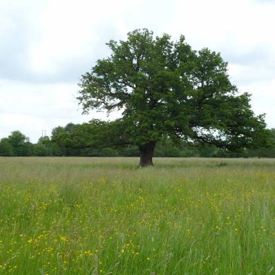 Prairies et ballastières de l'Indre à Saint-Maur