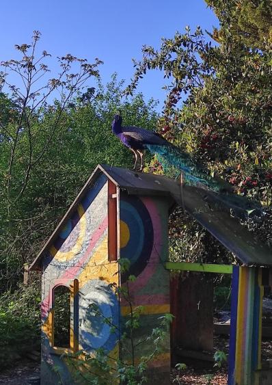 Agrandir l'image, fenêtre modale