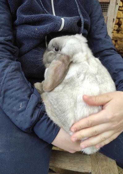 Agrandir l'image, fenêtre modale