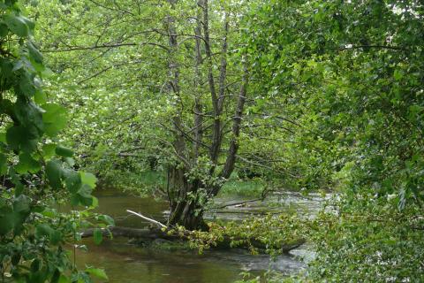 Le vallon de la Prée à Ségry