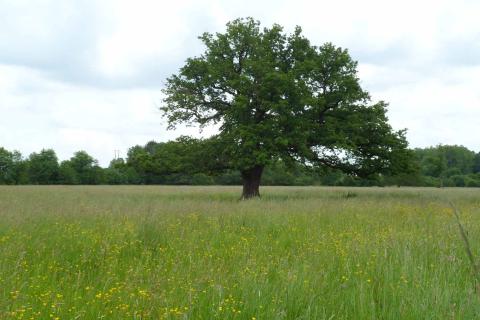 Prairies et ballastières de l'Indre à Saint-Maur
