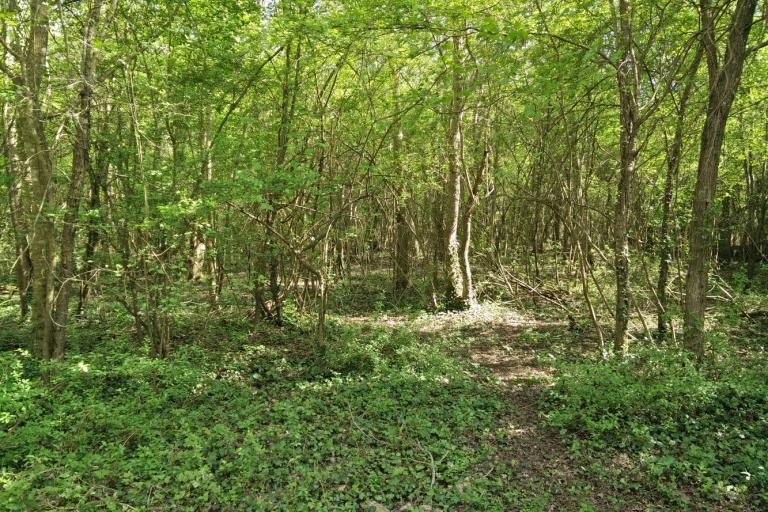 Le bois de la Ringoire à Déols - Agrandir l'image 8 sur 9, fenêtre modale