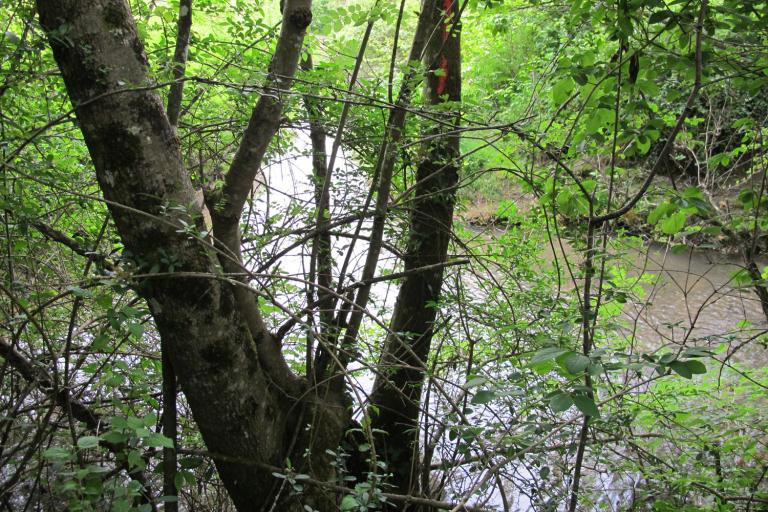 Le bois de la Ringoire à Déols - Agrandir l'image 5 sur 9, fenêtre modale