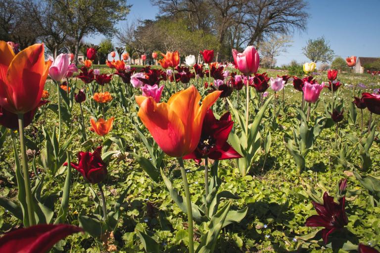 Le château d'Azay-le-Ferron - Agrandir l'image 5 sur 6, fenêtre modale