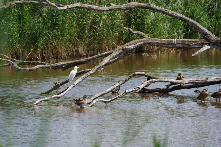 La Réserve naturelle nationale de Chérine à Saint-Michel-en-Brenne - Agrandir l'image 9 sur 9, fenêtre modale