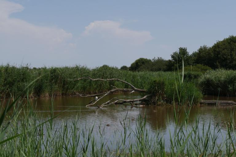 La Réserve naturelle nationale de Chérine à Saint-Michel-en-Brenne - Agrandir l'image 3 sur 9, fenêtre modale