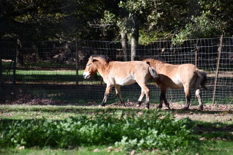 Agrandir l'image 2 sur 6, fenêtre modale