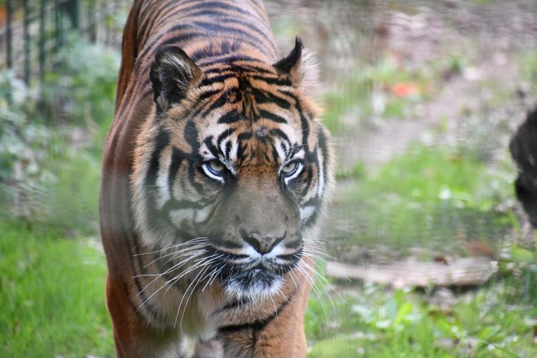 tigre de Sumatra - Agrandir l'image 4 sur 6, fenêtre modale