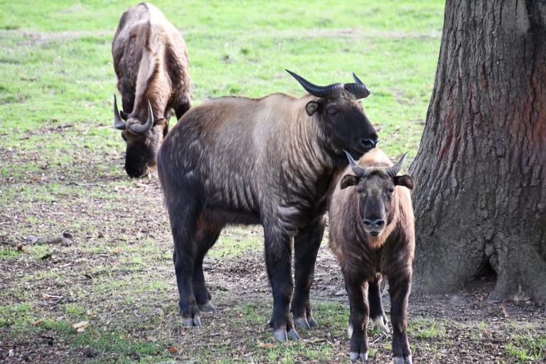 Agrandir l'image 6 sur 6, fenêtre modale