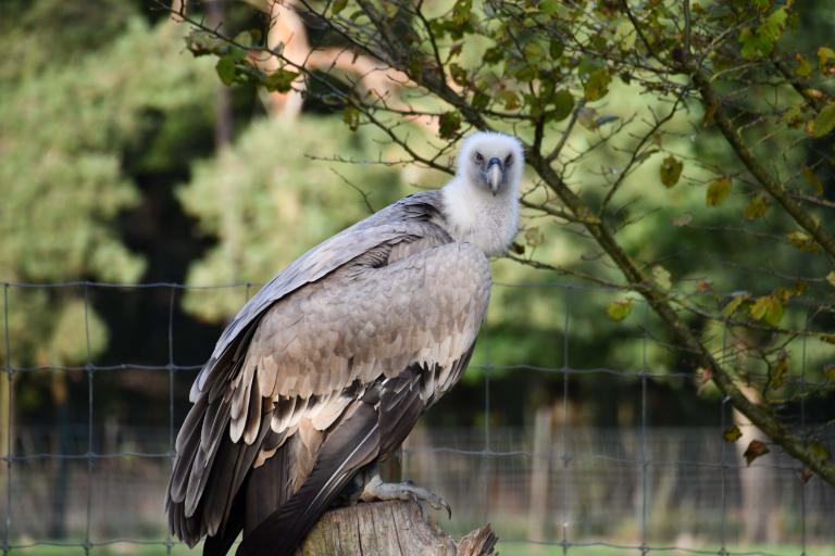 Agrandir l'image 3 sur 6, fenêtre modale