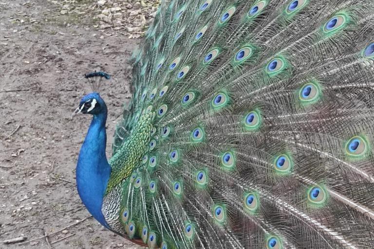 Agrandir l'image 2 sur 8, fenêtre modale