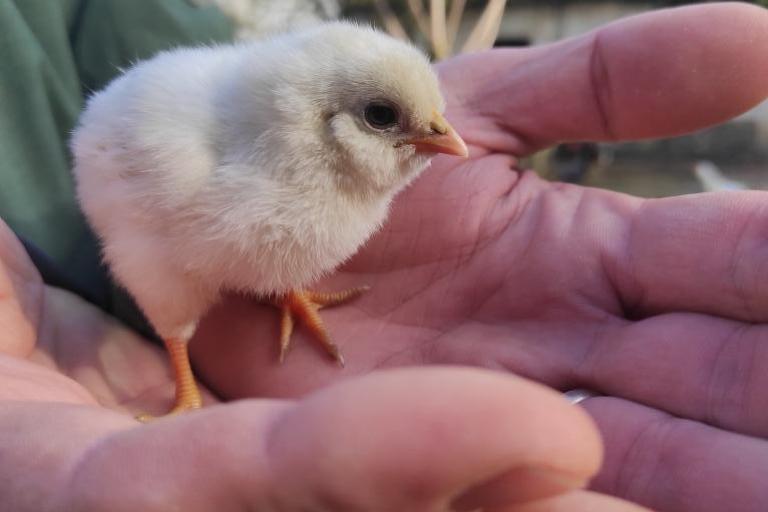 Agrandir l'image 1 sur 8, fenêtre modale