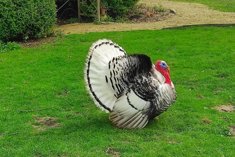 Agrandir l'image 4 sur 8, fenêtre modale