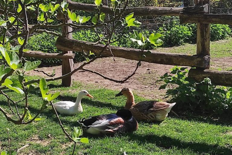 Agrandir l'image 7 sur 8, fenêtre modale