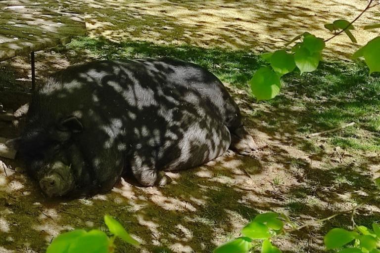 Agrandir l'image 8 sur 8, fenêtre modale