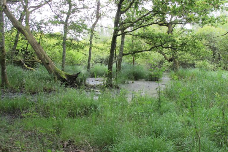La Réserve naturelle nationale de Chérine à Saint-Michel-en-Brenne - Agrandir l'image 4 sur 9, fenêtre modale