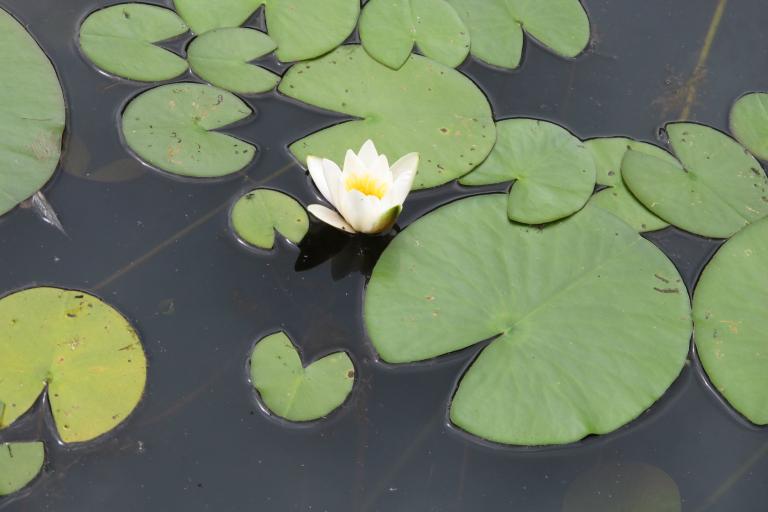 La Réserve naturelle nationale de Chérine à Saint-Michel-en-Brenne - Agrandir l'image 5 sur 9, fenêtre modale