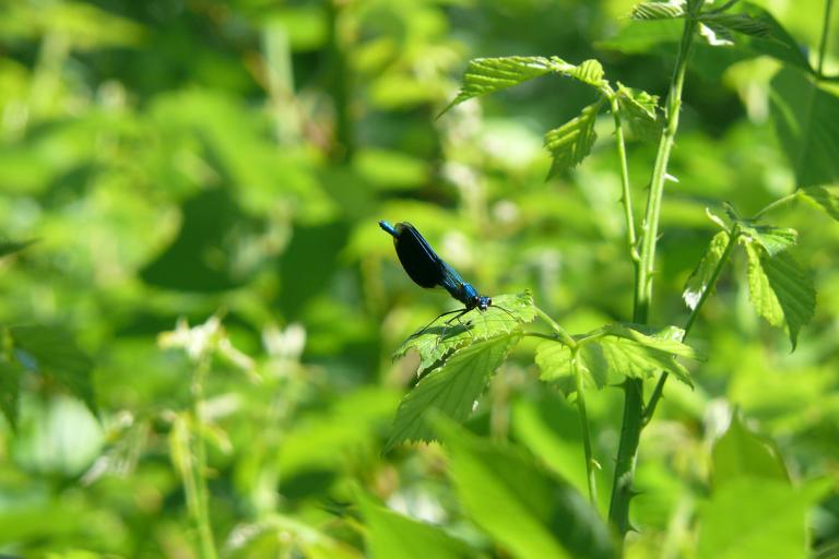 Le vallon de la Prée à Ségry - Agrandir l'image 2 sur 3, fenêtre modale