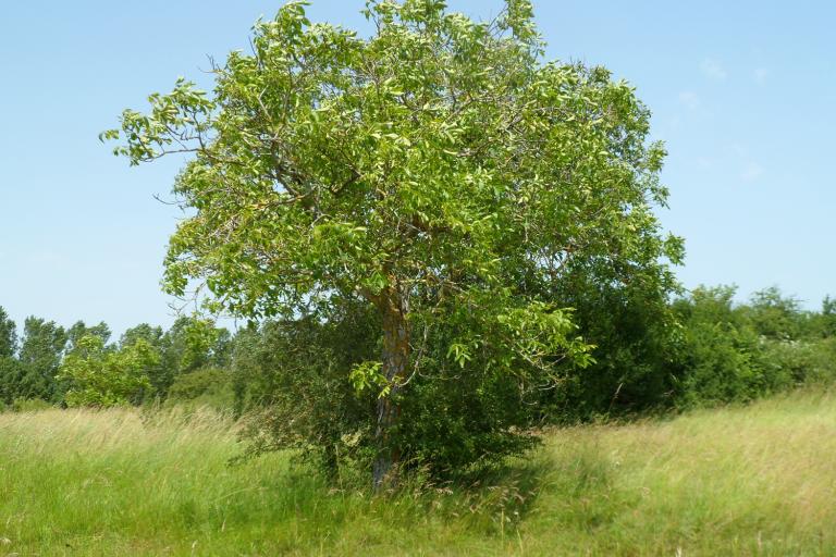 Les Effes et les Riaux à Val-Fouzon - Agrandir l'image 5 sur 6, fenêtre modale