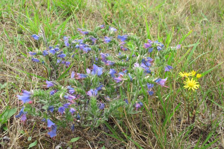Les jardins de Beauregard au Magny - Agrandir l'image 8 sur 9, fenêtre modale