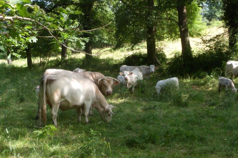 Les jardins de Beauregard au Magny - Agrandir l'image 7 sur 9, fenêtre modale