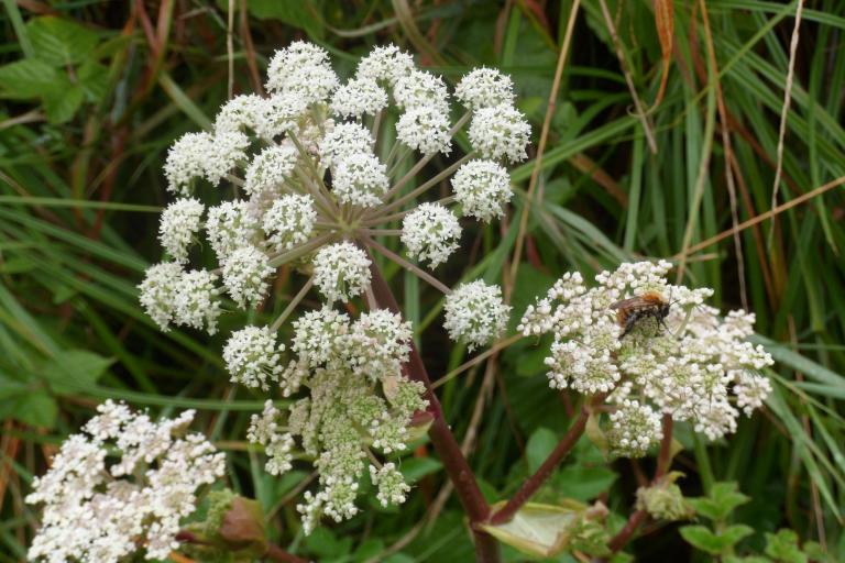 Les prairies du château à Valençay - Agrandir l'image 5 sur 6, fenêtre modale