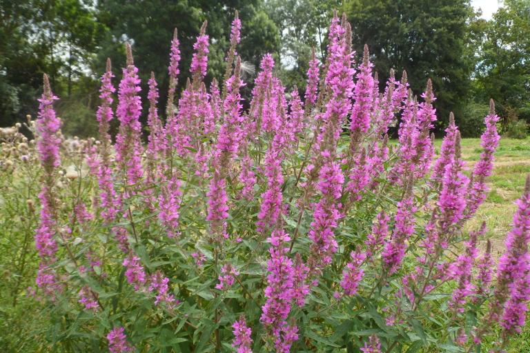 Les prairies du château à Valençay - Agrandir l'image 6 sur 6, fenêtre modale