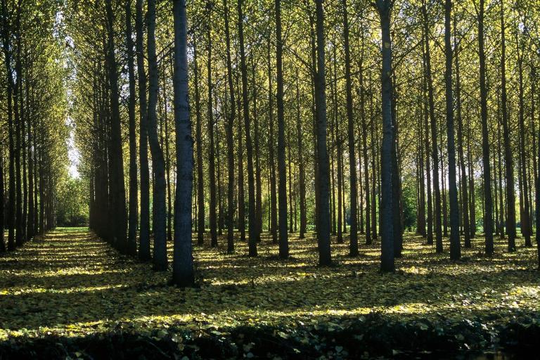 Le marais de la Presle à Saint-Georges-sur-Arnon - Agrandir l'image 2 sur 3, fenêtre modale