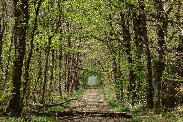 La Mare au Diable à Mers-sur-Indre - Agrandir l'image 1 sur 3, fenêtre modale