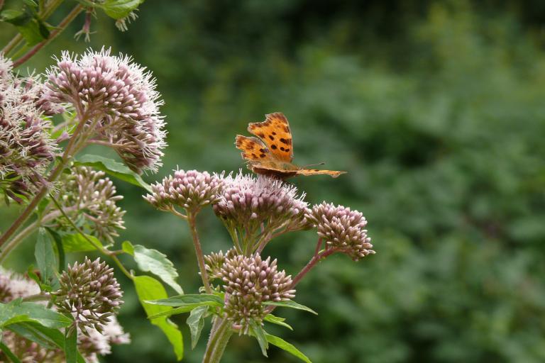 L'île du moulin - Agrandir l'image 5 sur 9, fenêtre modale