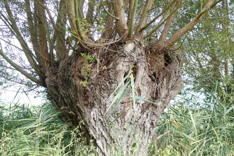 Les îles du Fouzon à Val-Fouzon - Agrandir l'image 9 sur 9, fenêtre modale