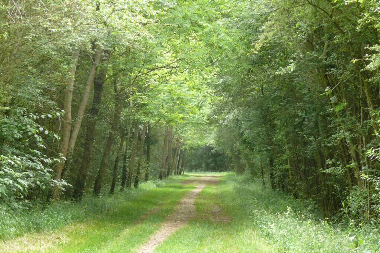 Le bois de la Ringoire à Déols - Agrandir l'image 9 sur 9, fenêtre modale