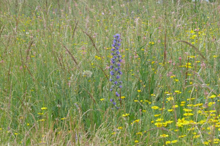 Le bois de la Ringoire à Déols - Agrandir l'image 3 sur 9, fenêtre modale