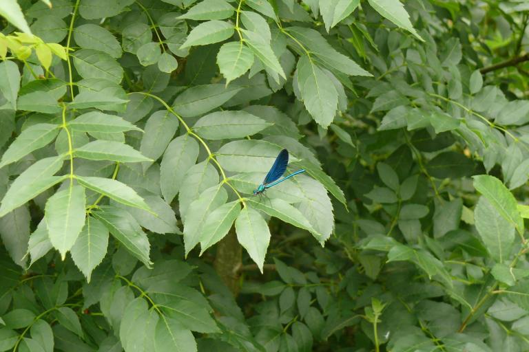 Le bois de la Ringoire à Déols - Agrandir l'image 2 sur 9, fenêtre modale