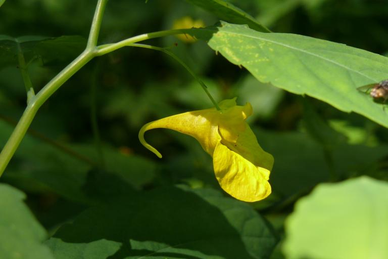 Le moulin d'Angibault à Montipouret - Agrandir l'image 5 sur 9, fenêtre modale