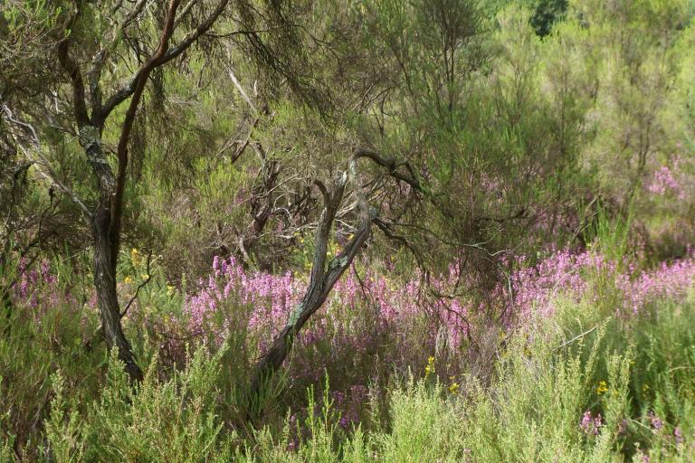 Le site de Bellebouche à Mézières-en-Brenne - Agrandir l'image 3 sur 9, fenêtre modale