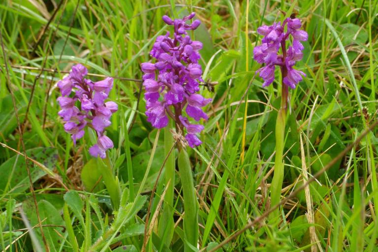Le site de Bellebouche à Mézières-en-Brenne - Agrandir l'image 5 sur 9, fenêtre modale