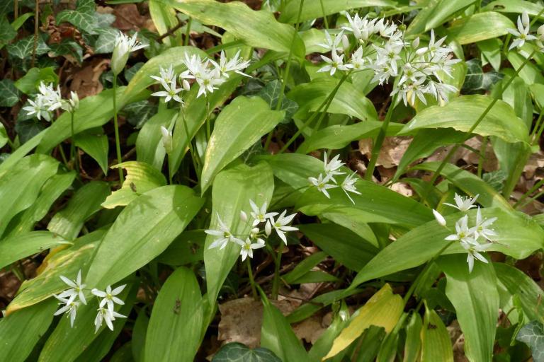 Le moulin de Seillant à Chaillac - Agrandir l'image 9 sur 9, fenêtre modale