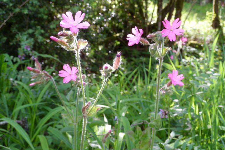 Le moulin de Seillant à Chaillac - Agrandir l'image 8 sur 9, fenêtre modale