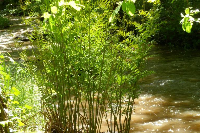 Le moulin de Seillant à Chaillac - Agrandir l'image 7 sur 9, fenêtre modale