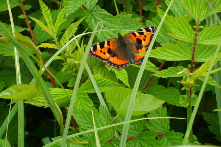 Prairies et ballastières de l'Indre à Saint-Maur - Agrandir l'image 5 sur 6, fenêtre modale
