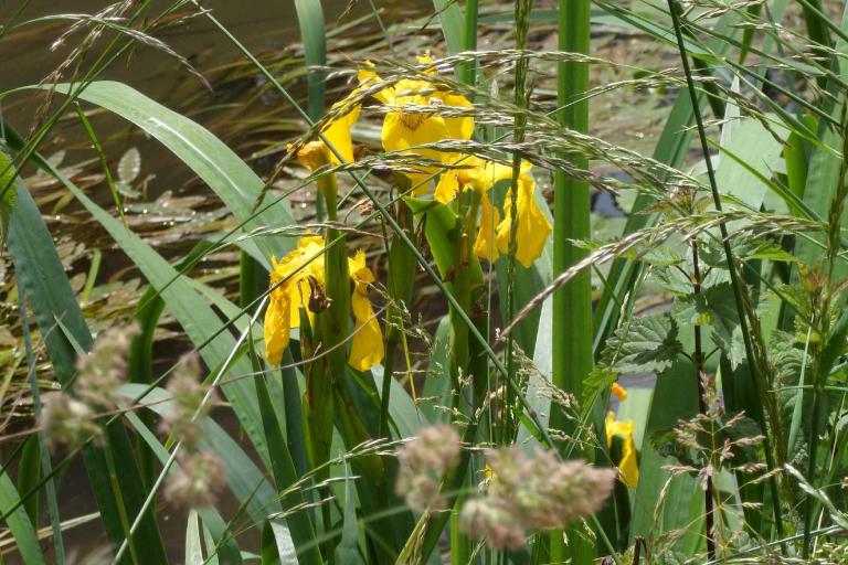 Prairies et ballastières de l'Indre à Saint-Maur - Agrandir l'image 4 sur 6, fenêtre modale