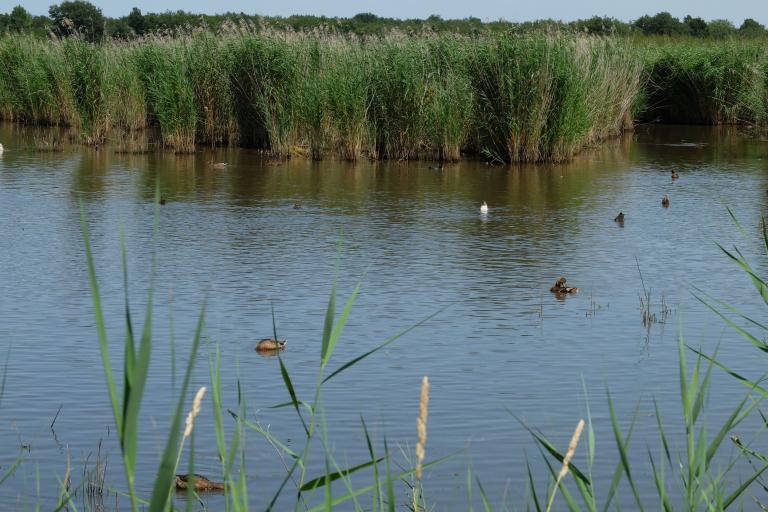 La Réserve naturelle nationale de Chérine à Saint-Michel-en-Brenne - Agrandir l'image 6 sur 9, fenêtre modale