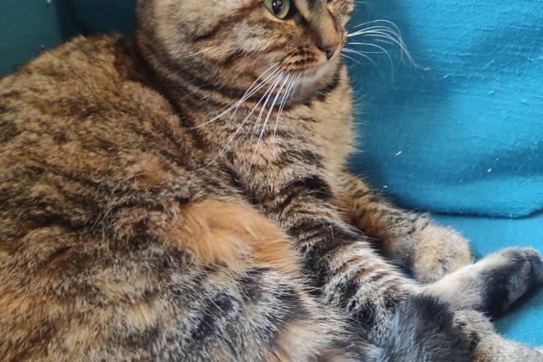 Agrandir l'image 7 sur 8, fenêtre modale