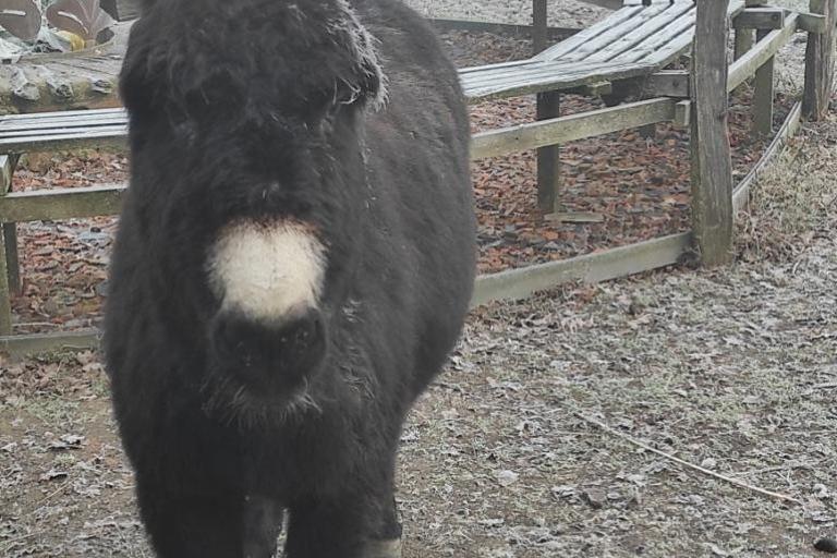 Agrandir l'image 2 sur 8, fenêtre modale